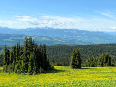 Glacier Lily meadows in front of Dunn Peak